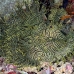 rhinopias_lacy_crci_mb_h_0055_png1838.jpg